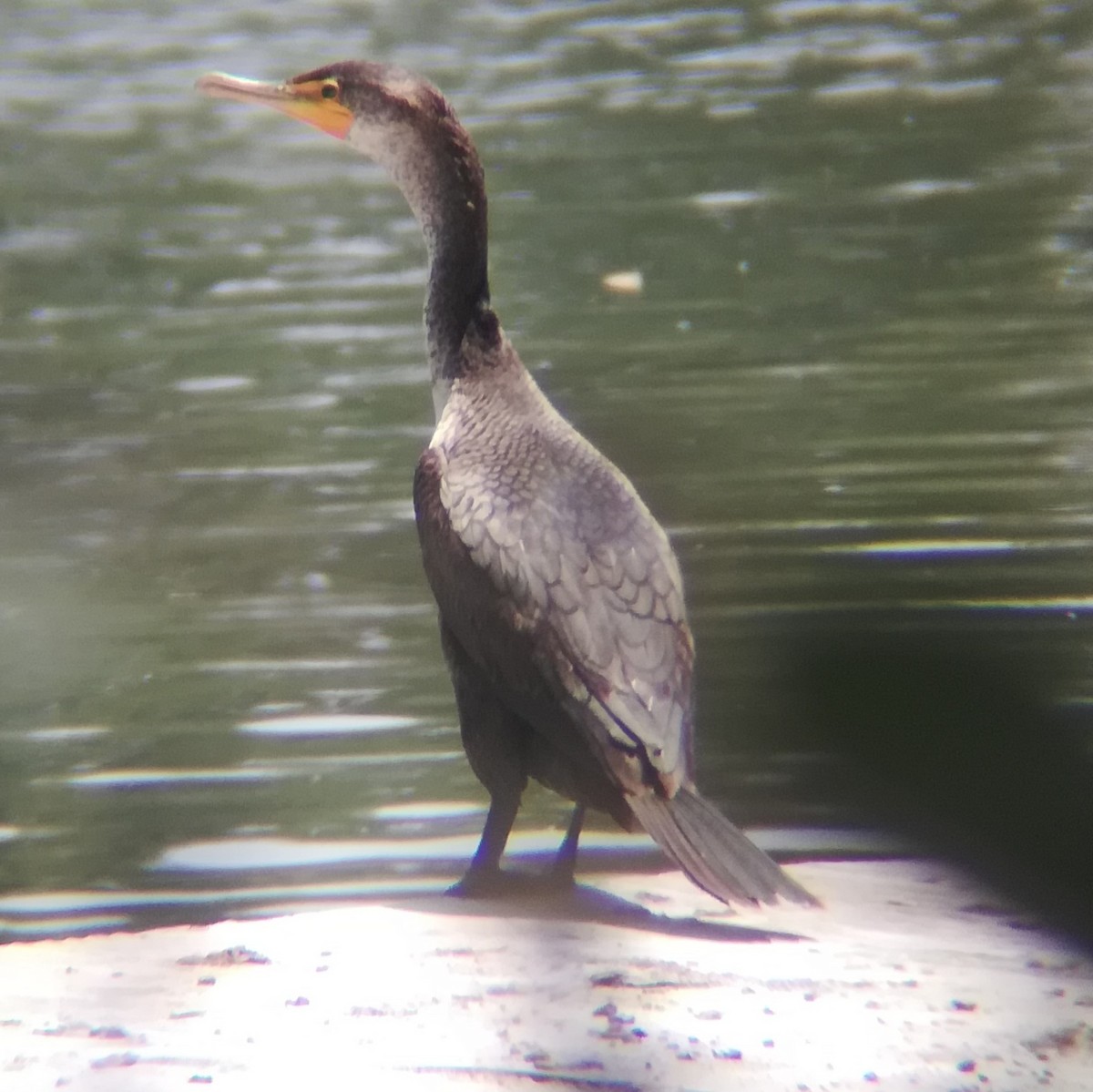 Double-crested Cormorant - Anonymous