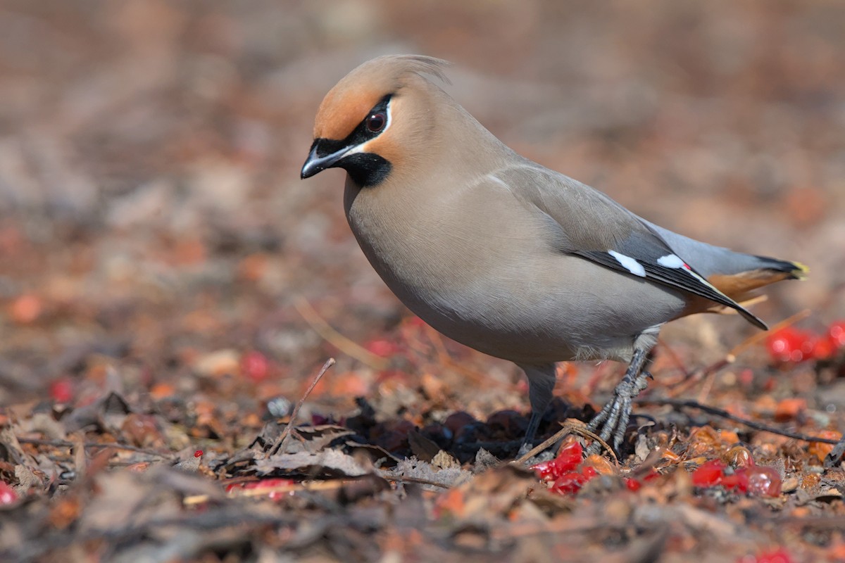 Bohemian Waxwing - ML618412356