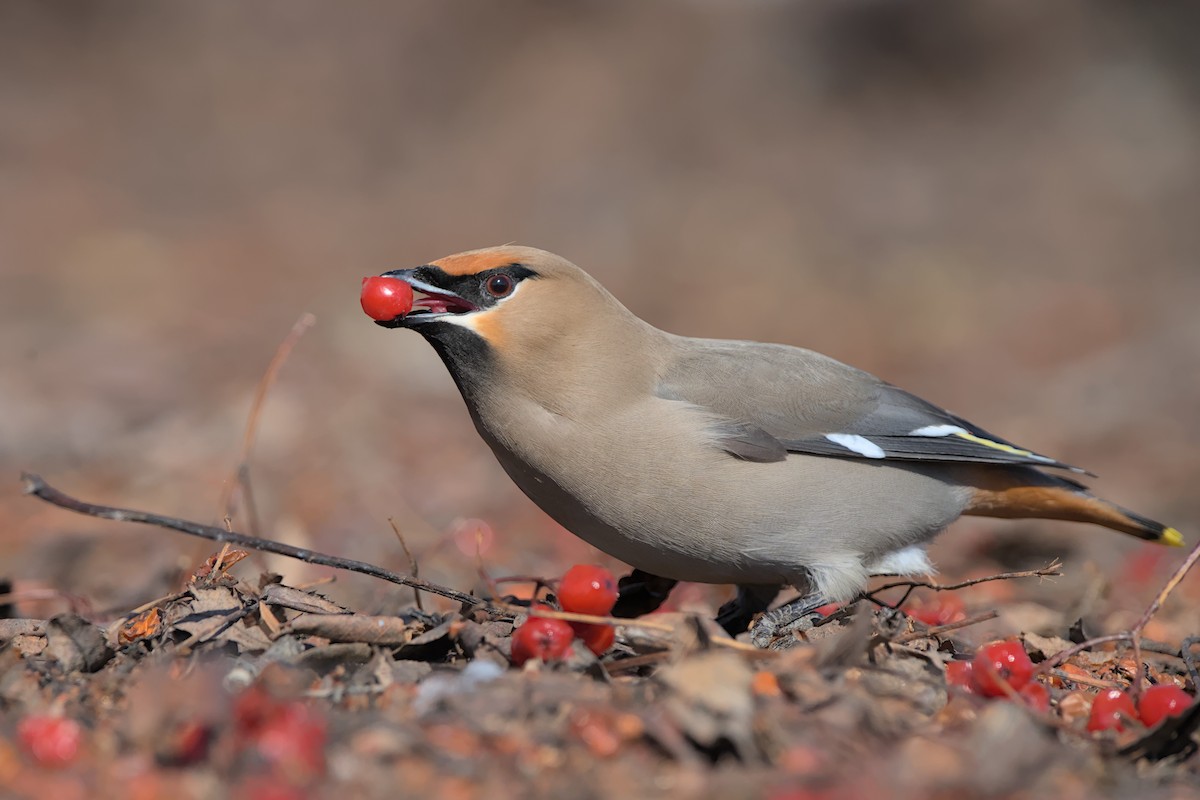 Bohemian Waxwing - ML618412361