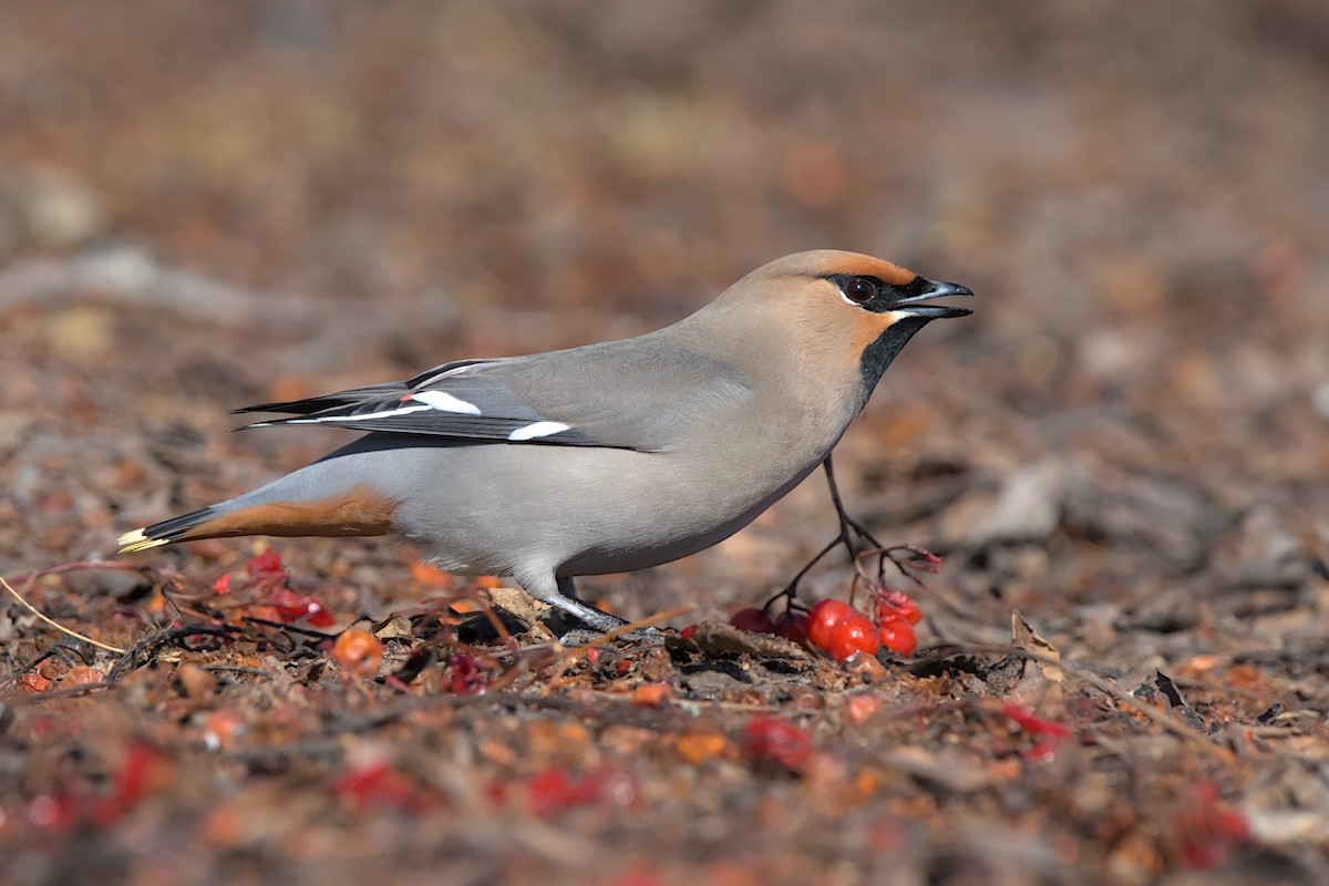 Bohemian Waxwing - ML618412362