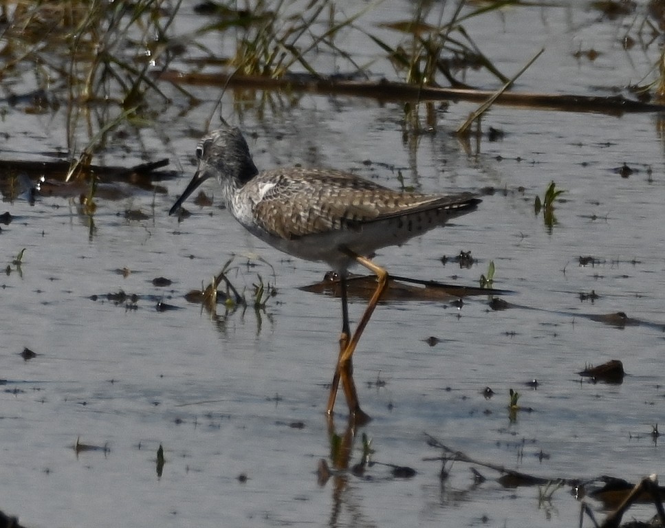 Lesser Yellowlegs - ML618412370