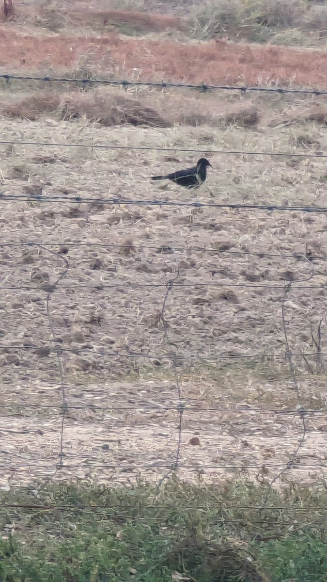 White-winged Chough - ML618412379