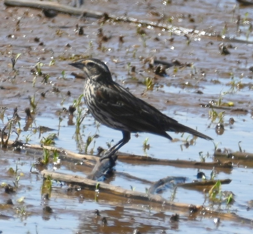 Red-winged Blackbird - Steve Davis