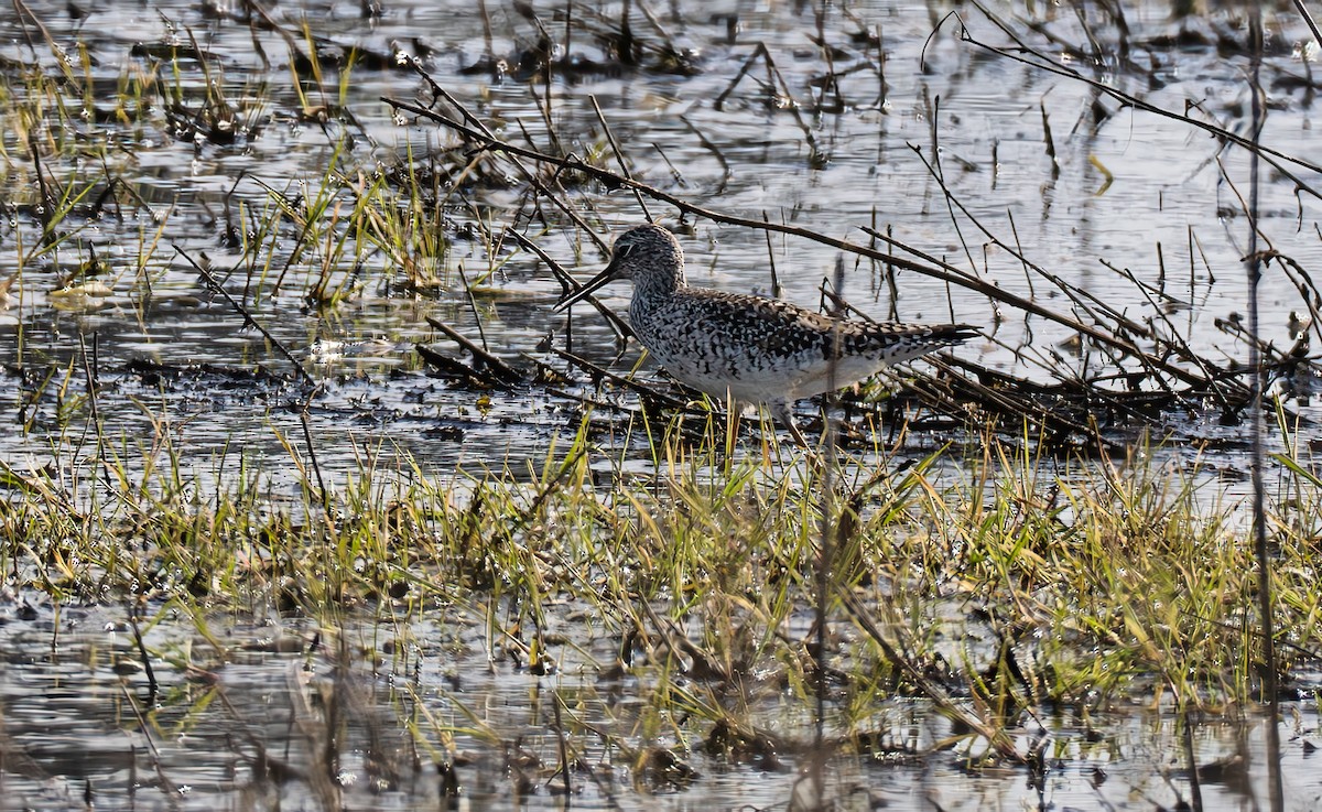 Lesser Yellowlegs - Gordon Hart