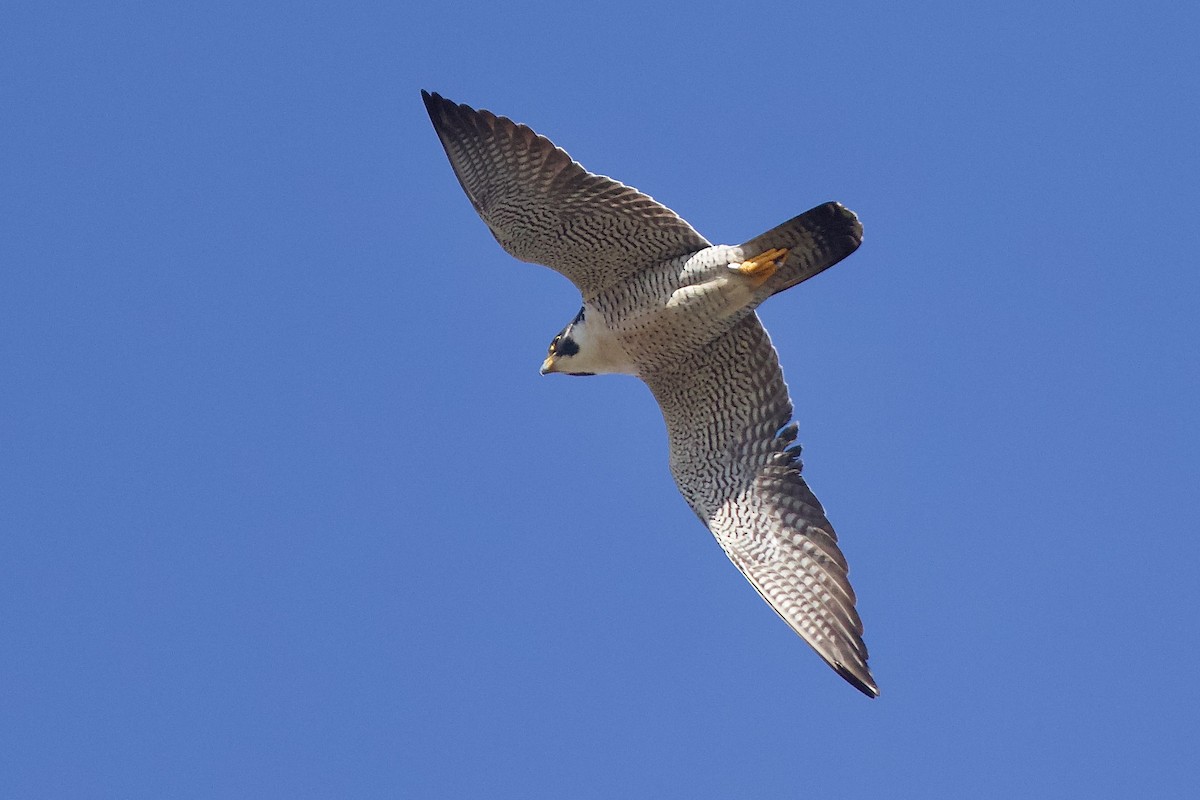 Peregrine Falcon - ML618412404