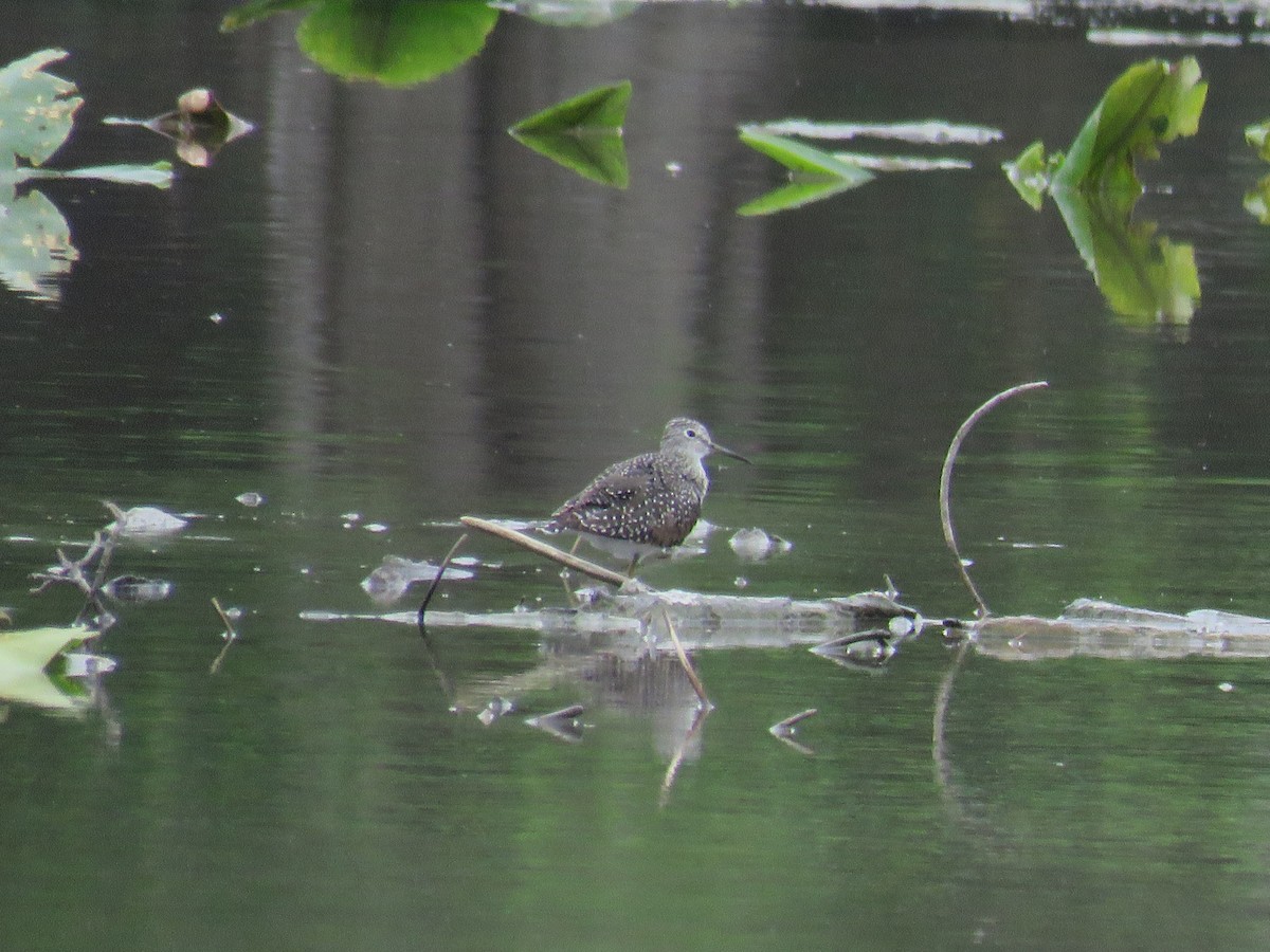 Solitary Sandpiper - Tanner Shepard