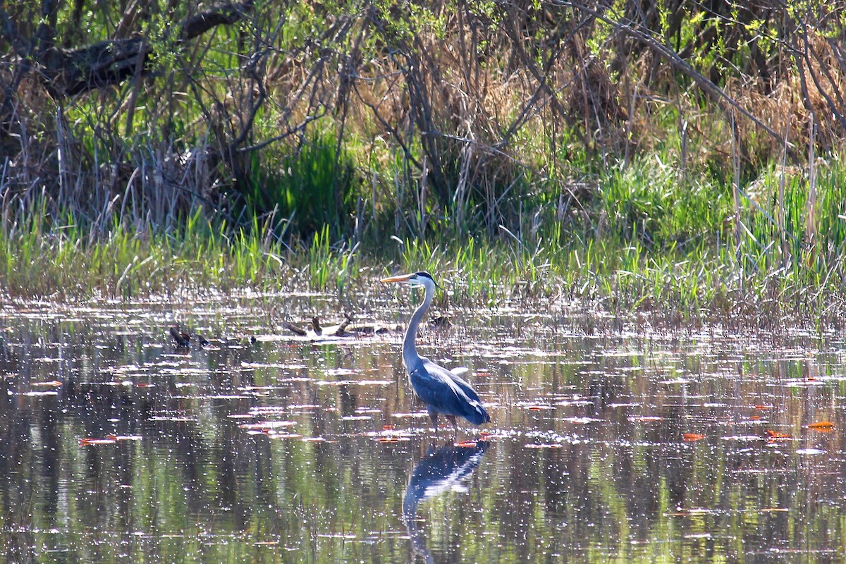 Great Blue Heron - ML618412446