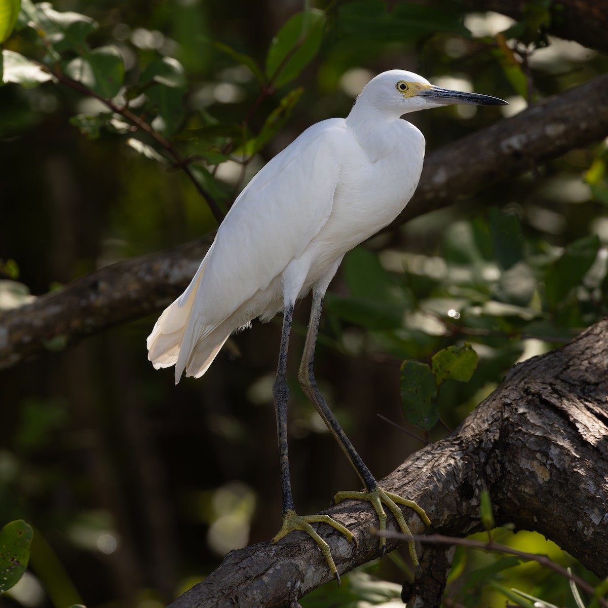 Snowy Egret - ML618412453