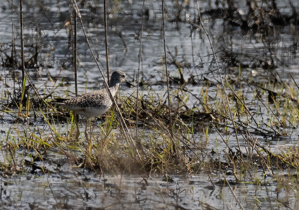 Lesser Yellowlegs - Gordon Hart