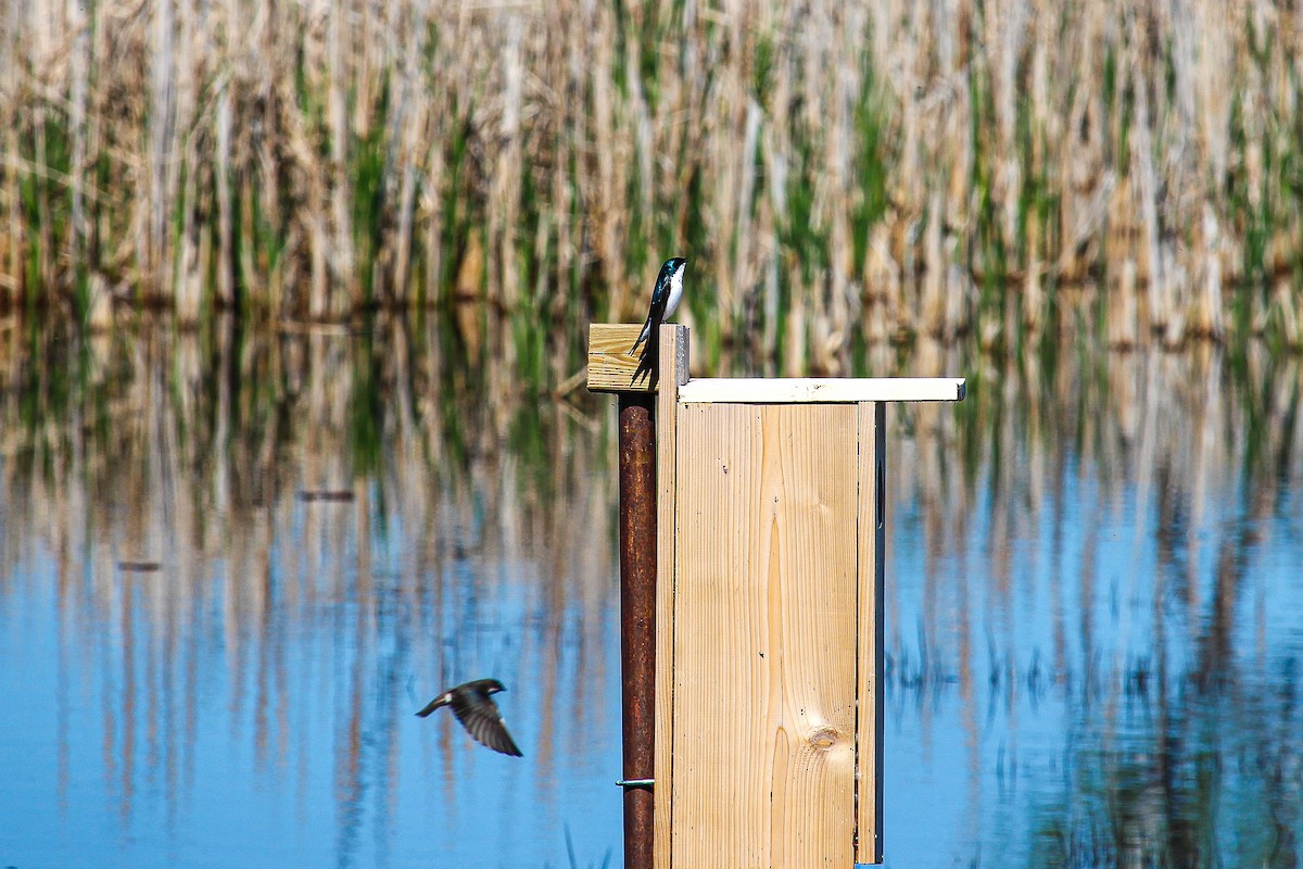 Tree Swallow - ML618412466
