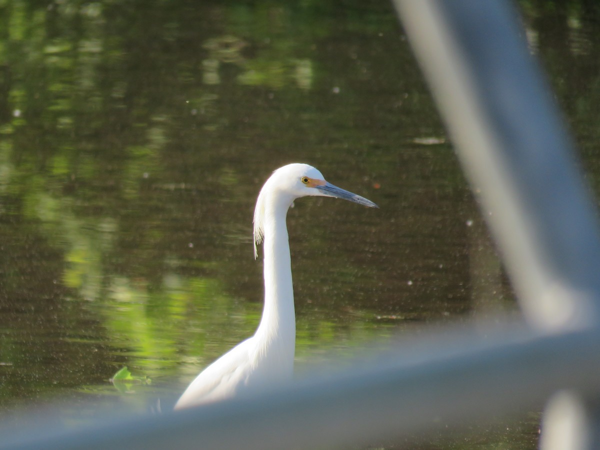 Snowy Egret - Tanner Shepard