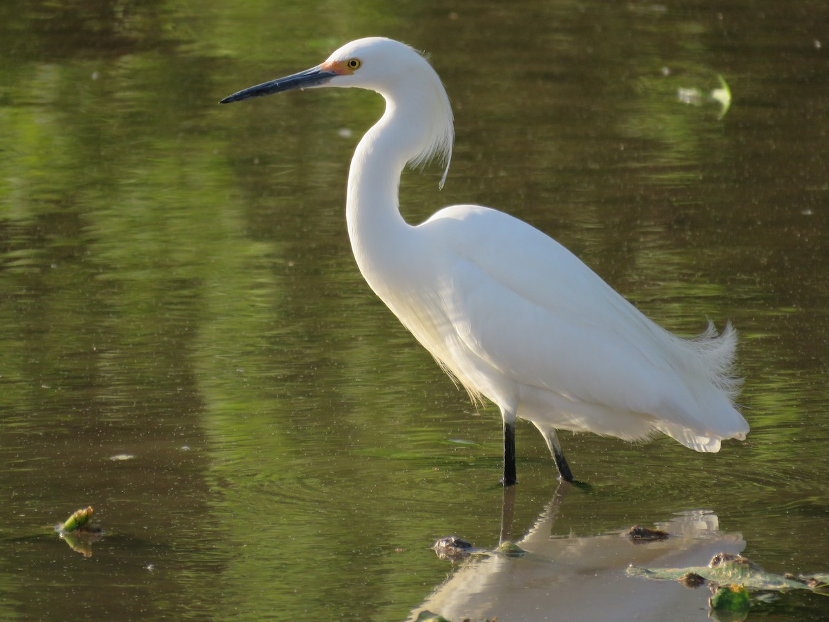 Snowy Egret - ML618412471