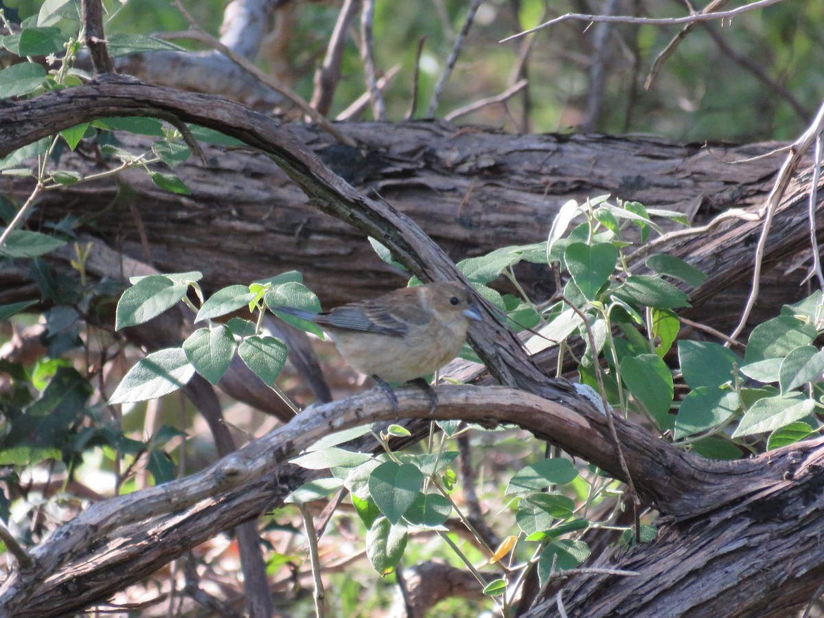 Indigo Bunting - Tanner Shepard