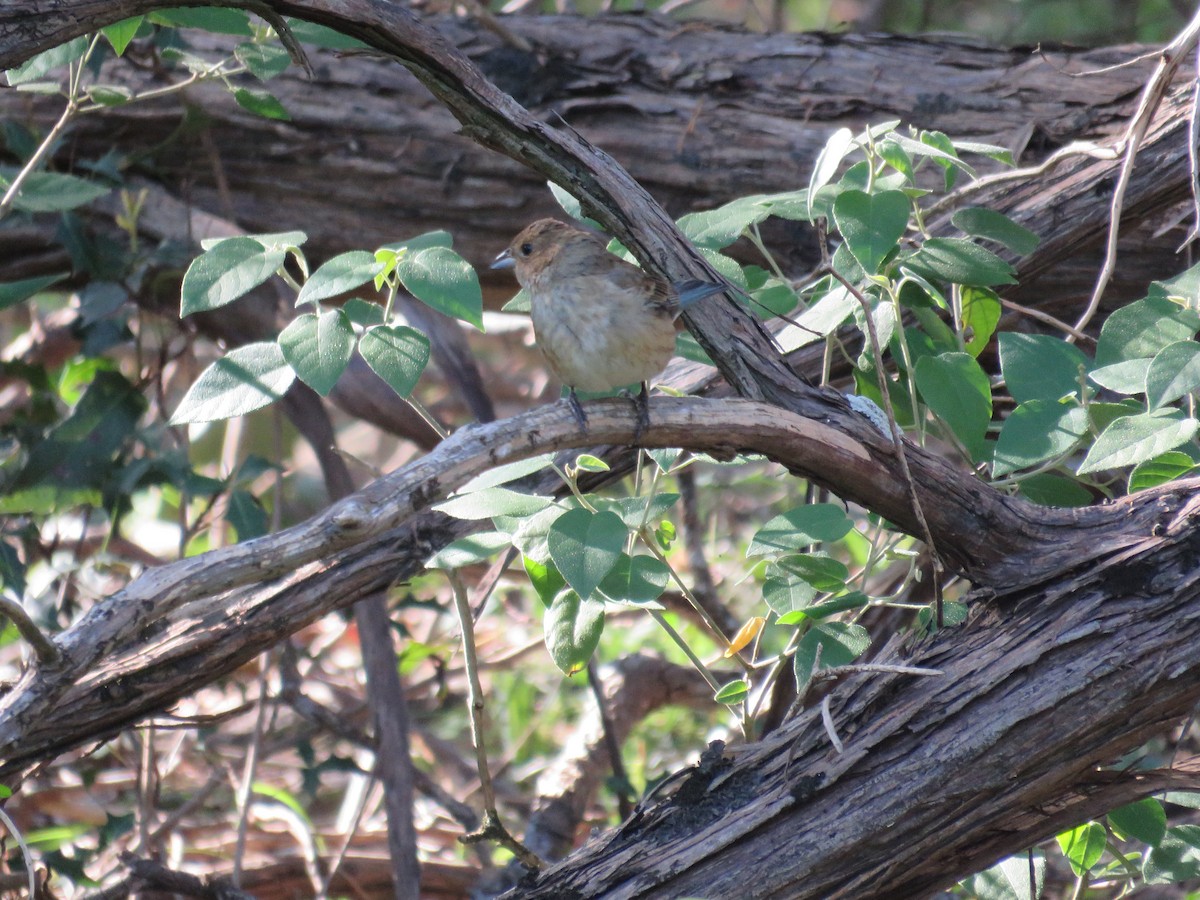 Indigo Bunting - Tanner Shepard