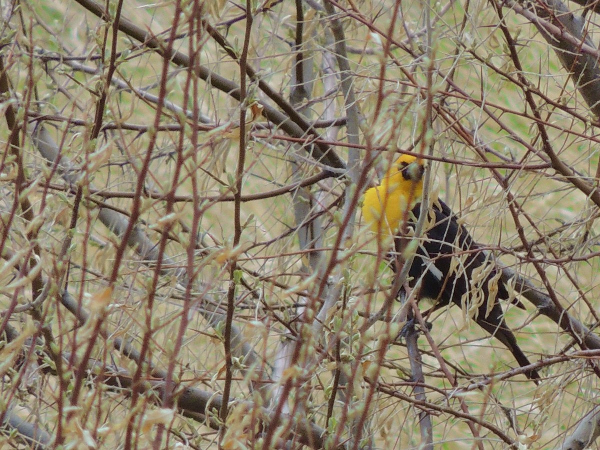 Yellow-headed Blackbird - ML618412520