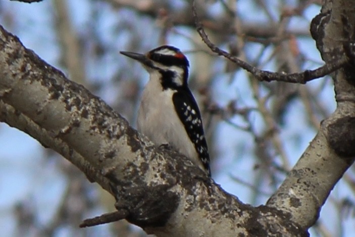 Hairy Woodpecker - Amy Ressler-Williams