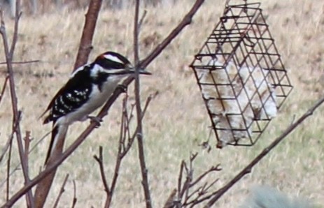 Hairy Woodpecker - Amy Ressler-Williams