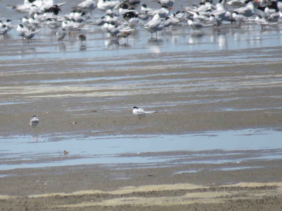 Least Tern - ML618412568