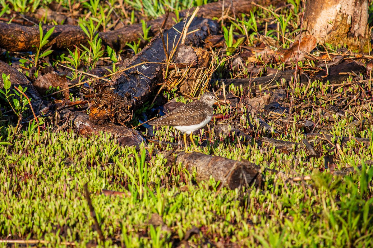 Solitary Sandpiper - Carl Theiler