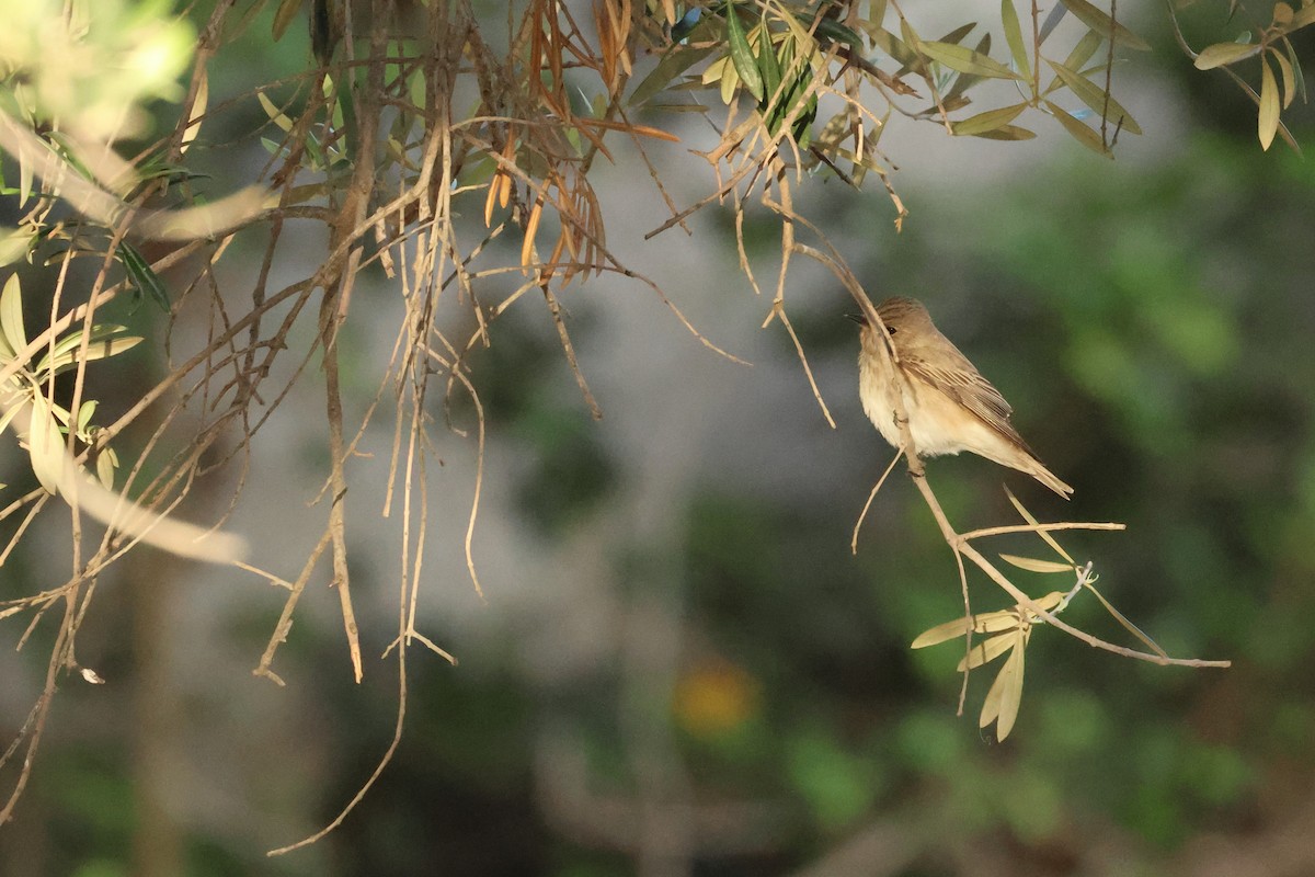 Spotted Flycatcher - Stefan Aki Ragnarsson