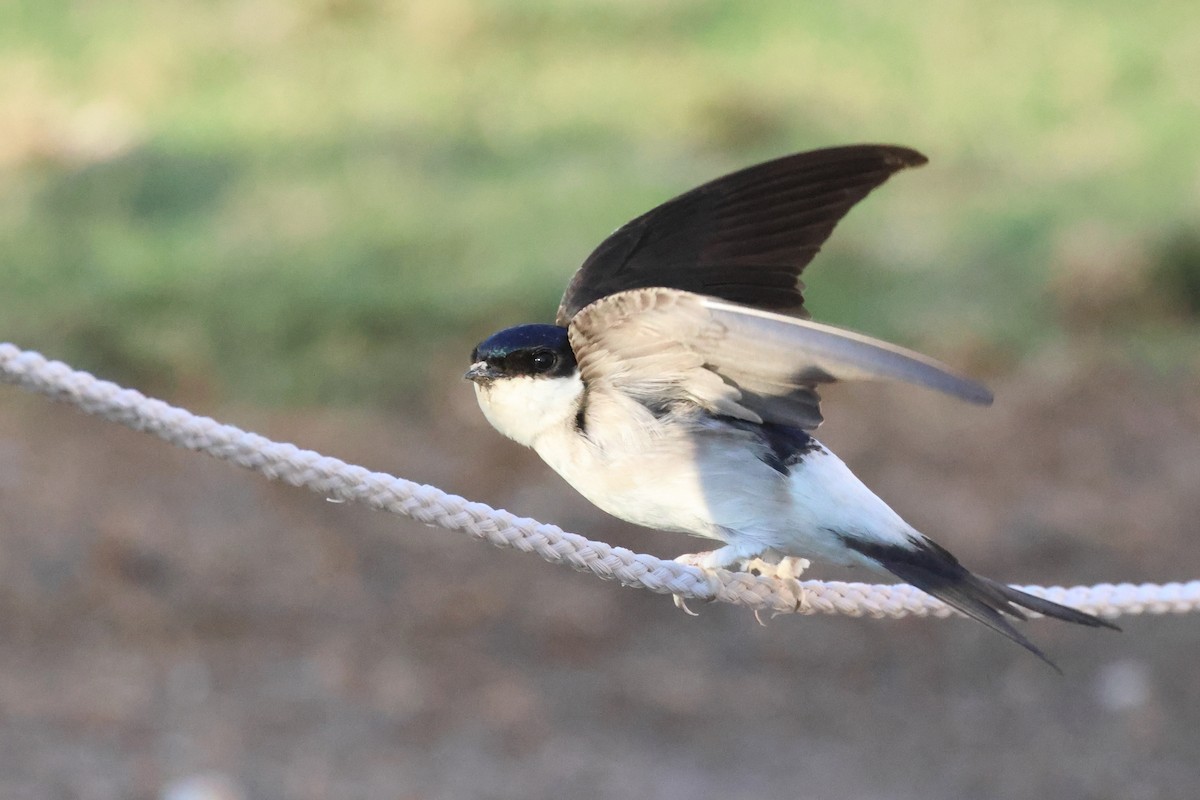 Western House-Martin - ML618412595