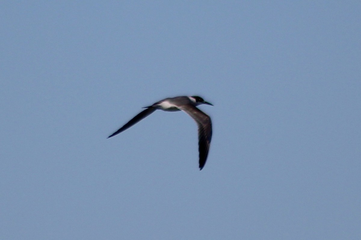 Black Tern - ML618412602