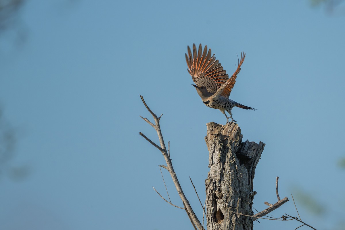 Northern Flicker - Sandeep Thomas