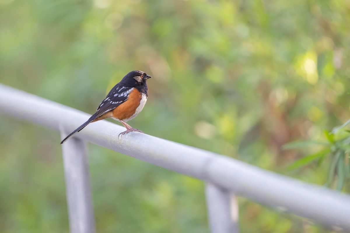 Spotted Towhee - Sandeep Thomas