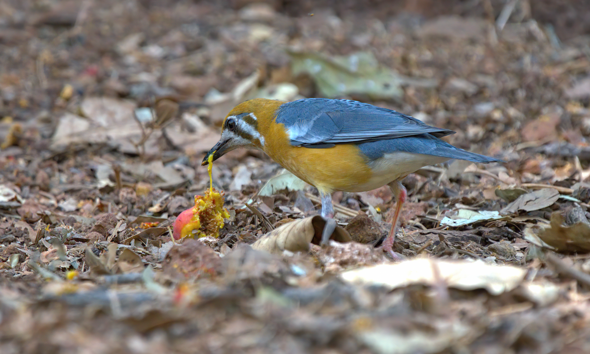 Orange-headed Thrush - ML618412675