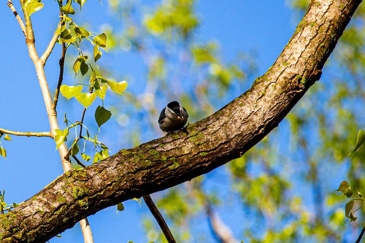 White-breasted Nuthatch - ML618412678