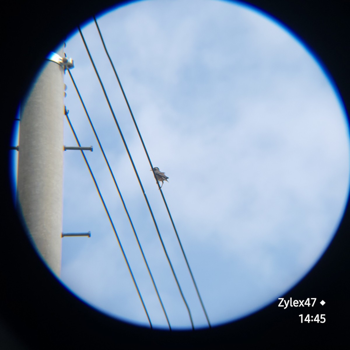 White-cheeked Starling - Dusky Thrush