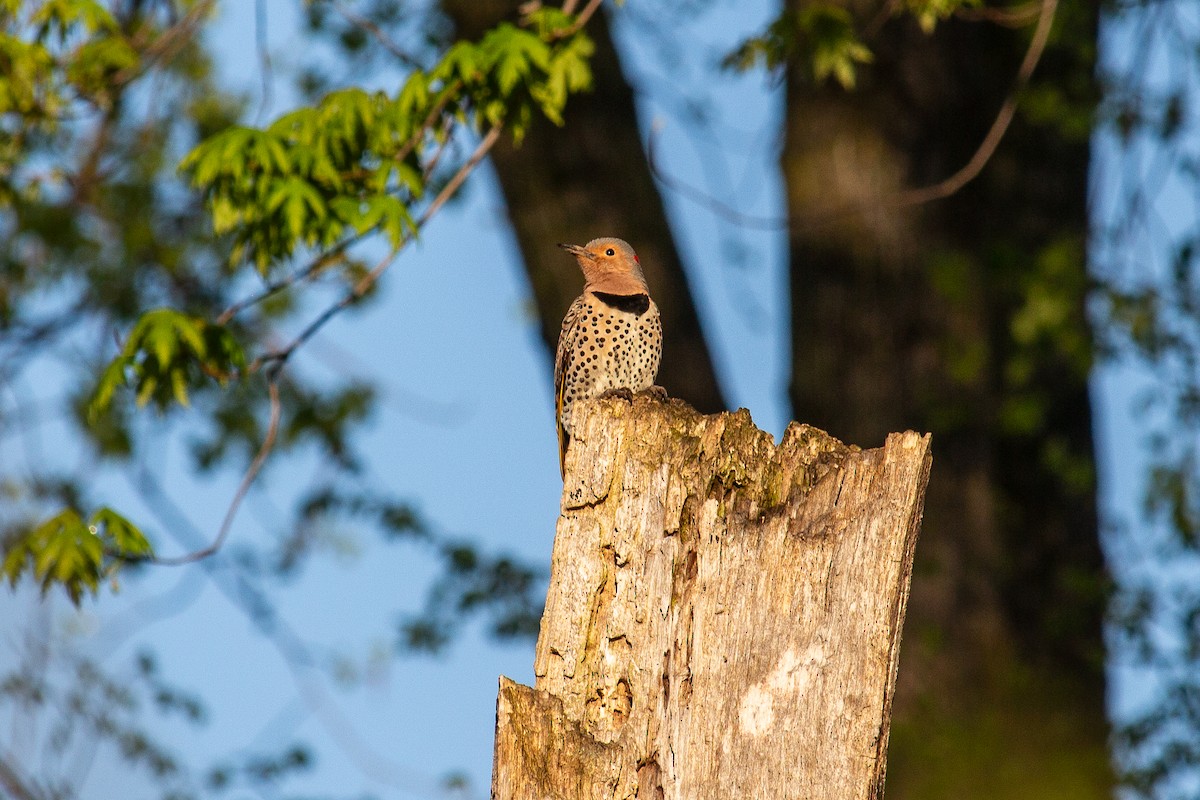 Northern Flicker - Carl Theiler