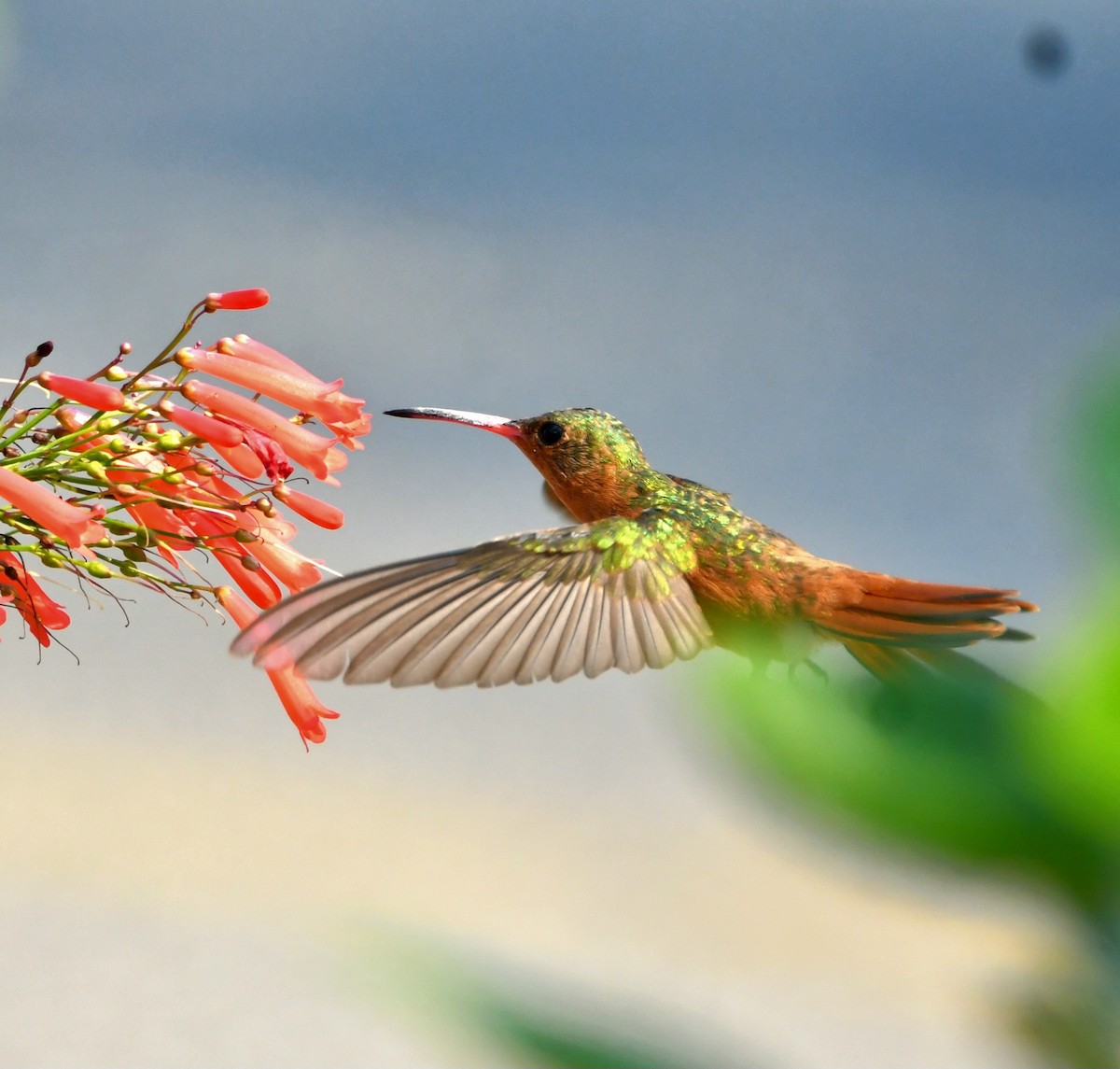 kolibřík ryšavý - ML618412770