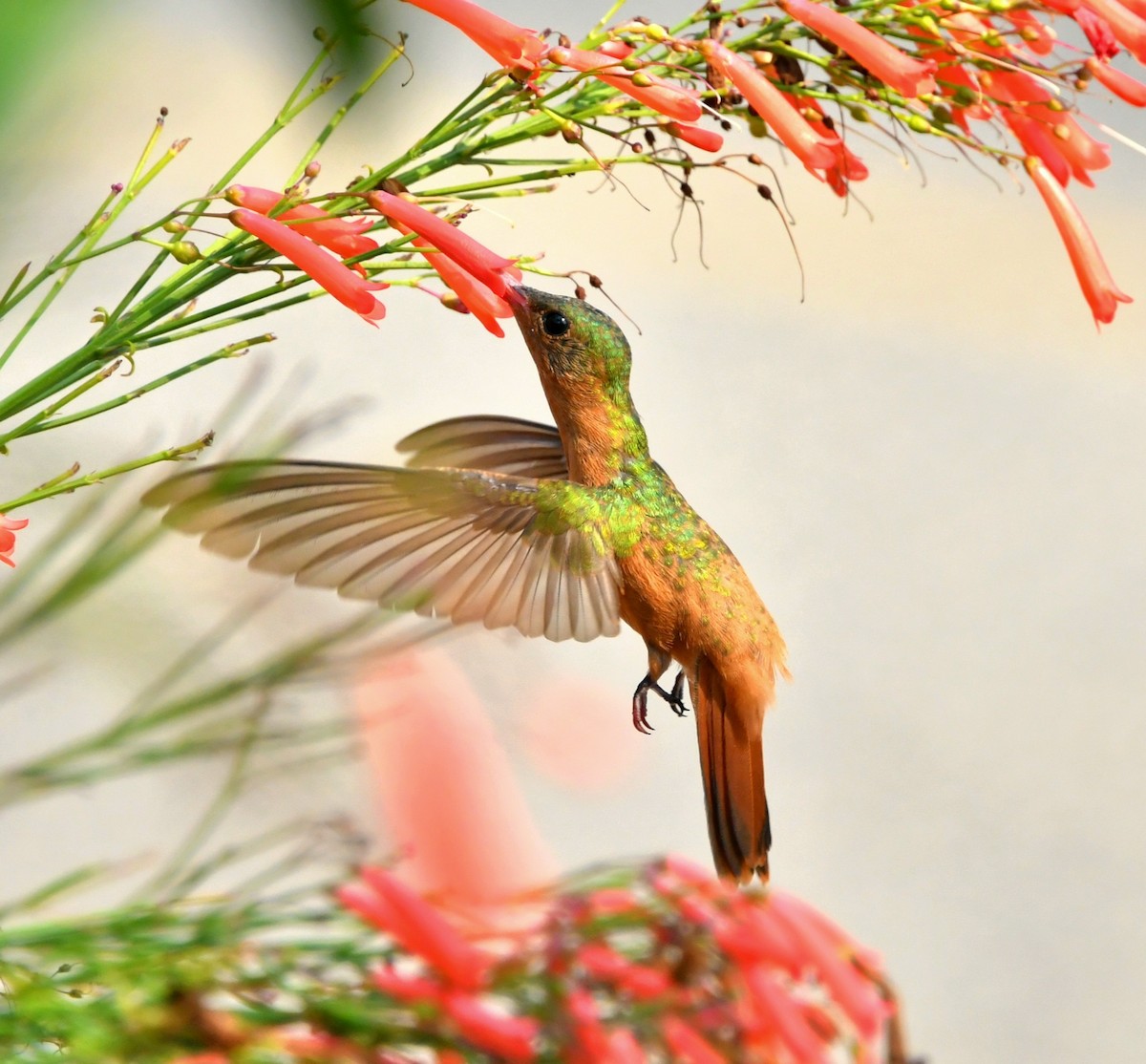 kolibřík ryšavý - ML618412771