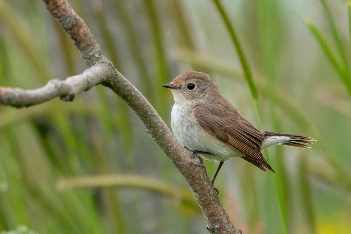 Red-breasted Flycatcher - ML618412805