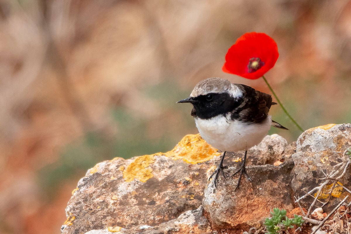 Pied Wheatear - ML618412810