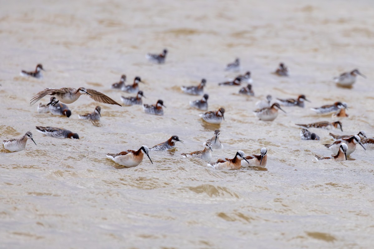 Wilson's Phalarope - ML618412813