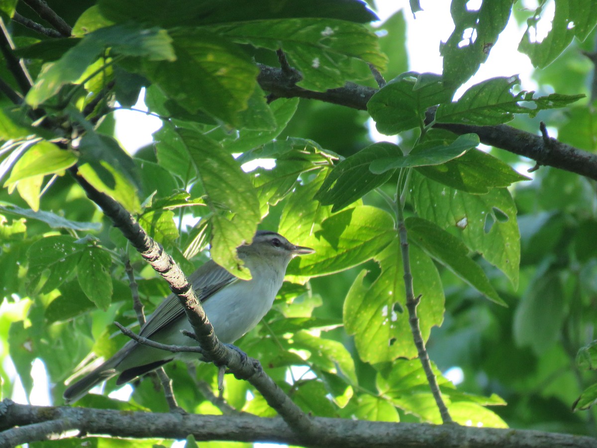 Red-eyed Vireo - ML618412832