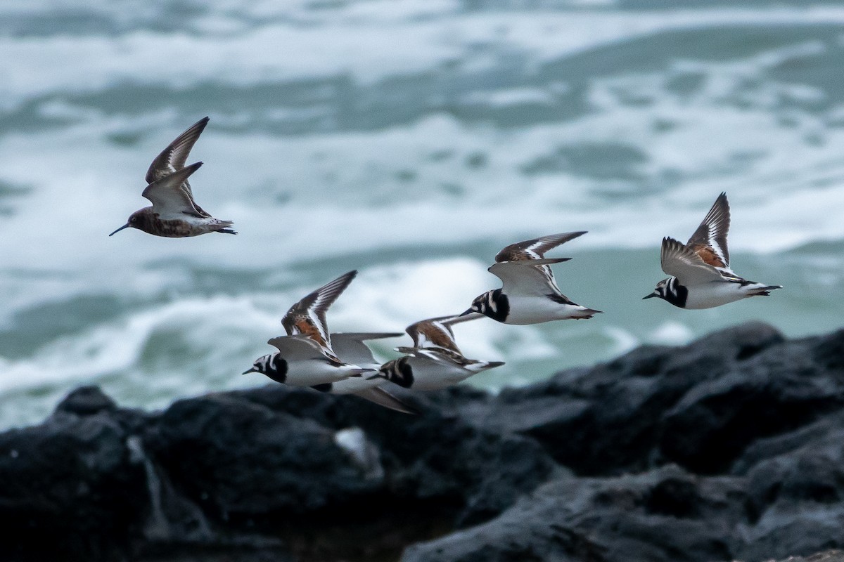 Ruddy Turnstone - ML618412849