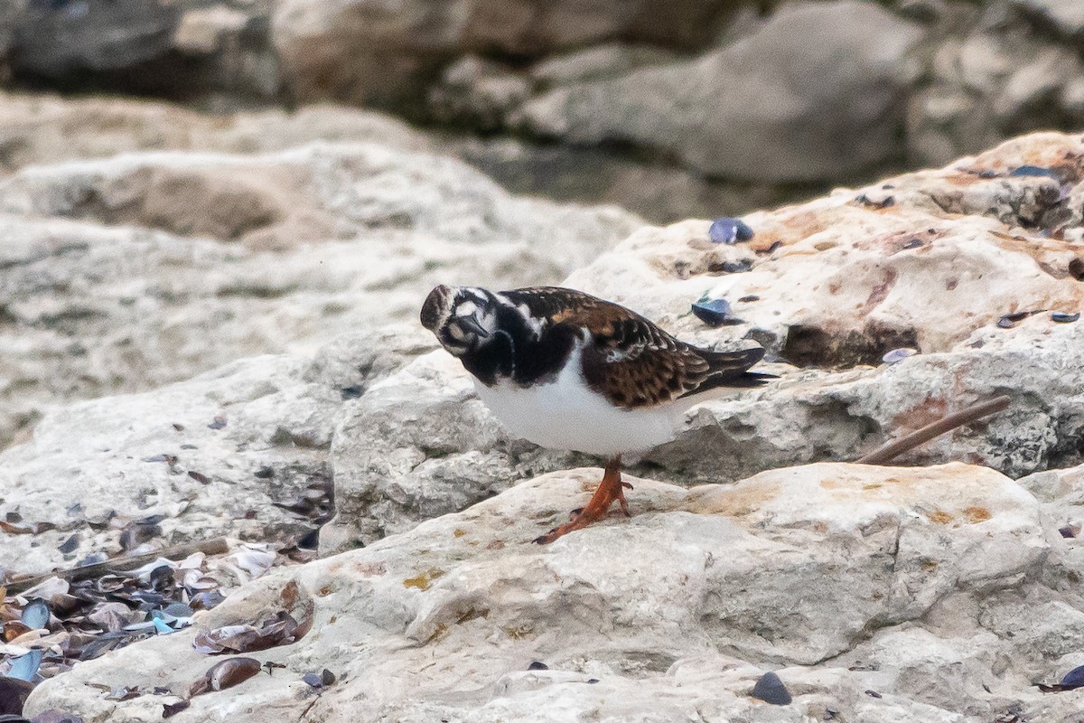 Ruddy Turnstone - ML618412850