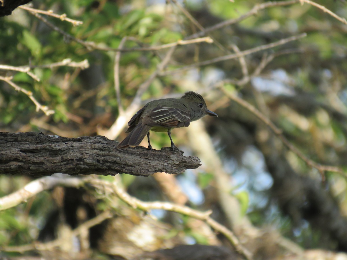 Great Crested Flycatcher - ML618412902