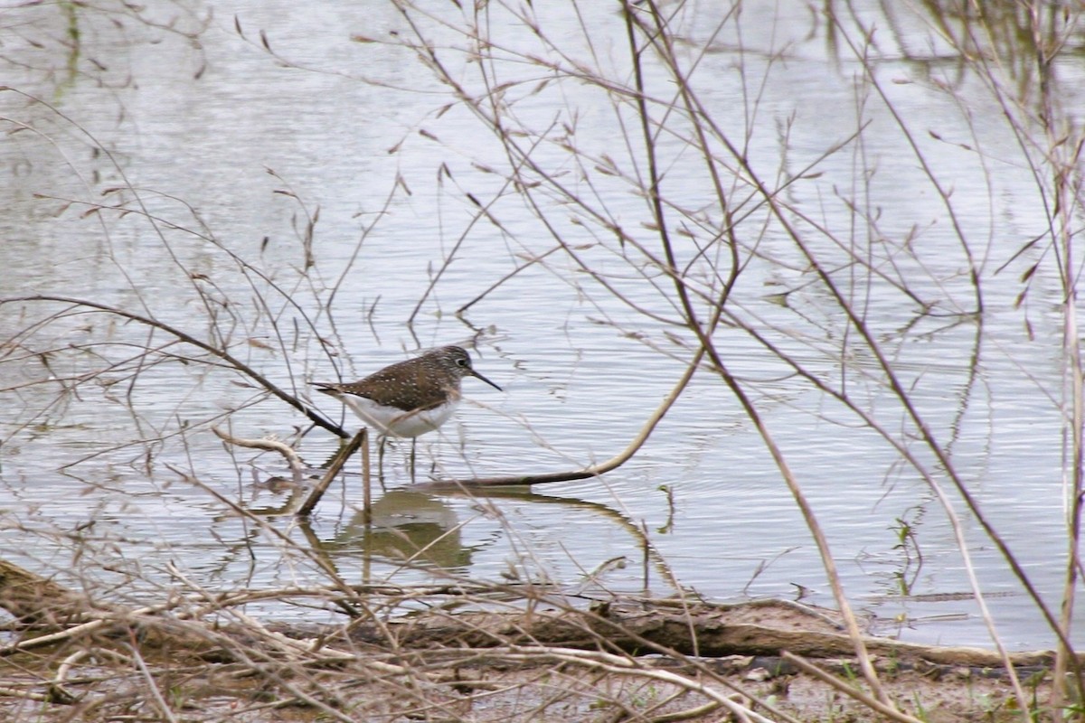 Solitary Sandpiper - Sara Caulk