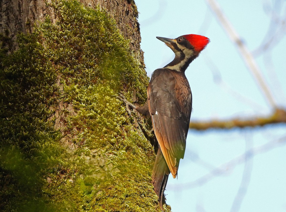 Pileated Woodpecker - Paul Lewis