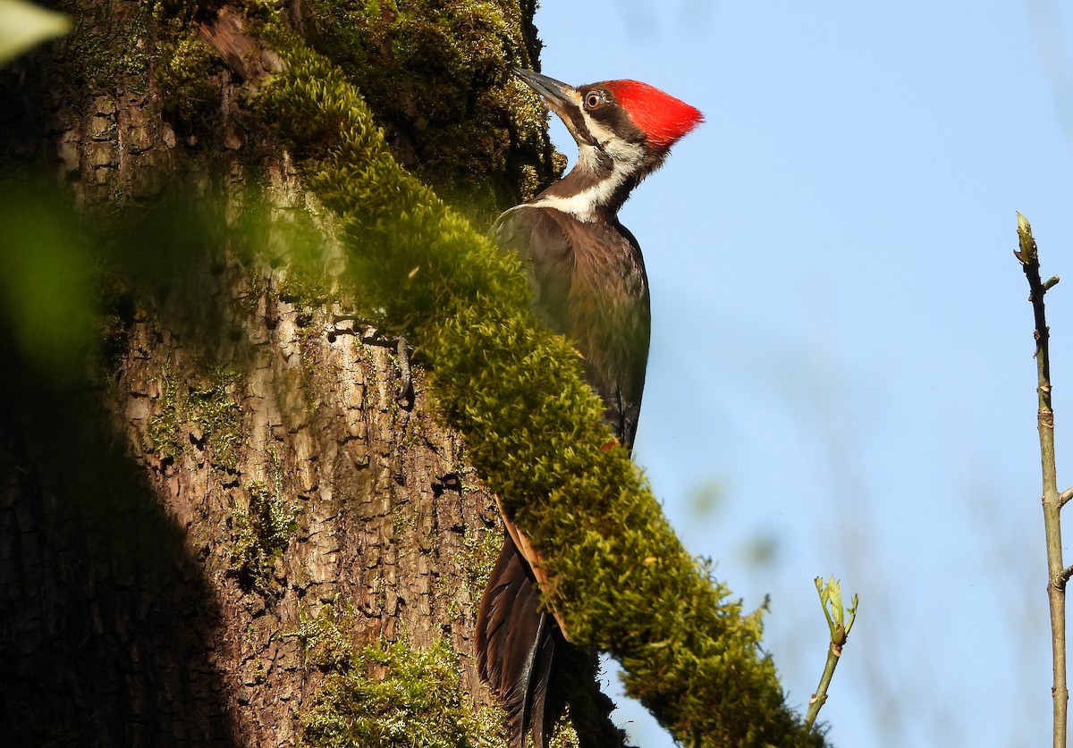 Pileated Woodpecker - ML618412911