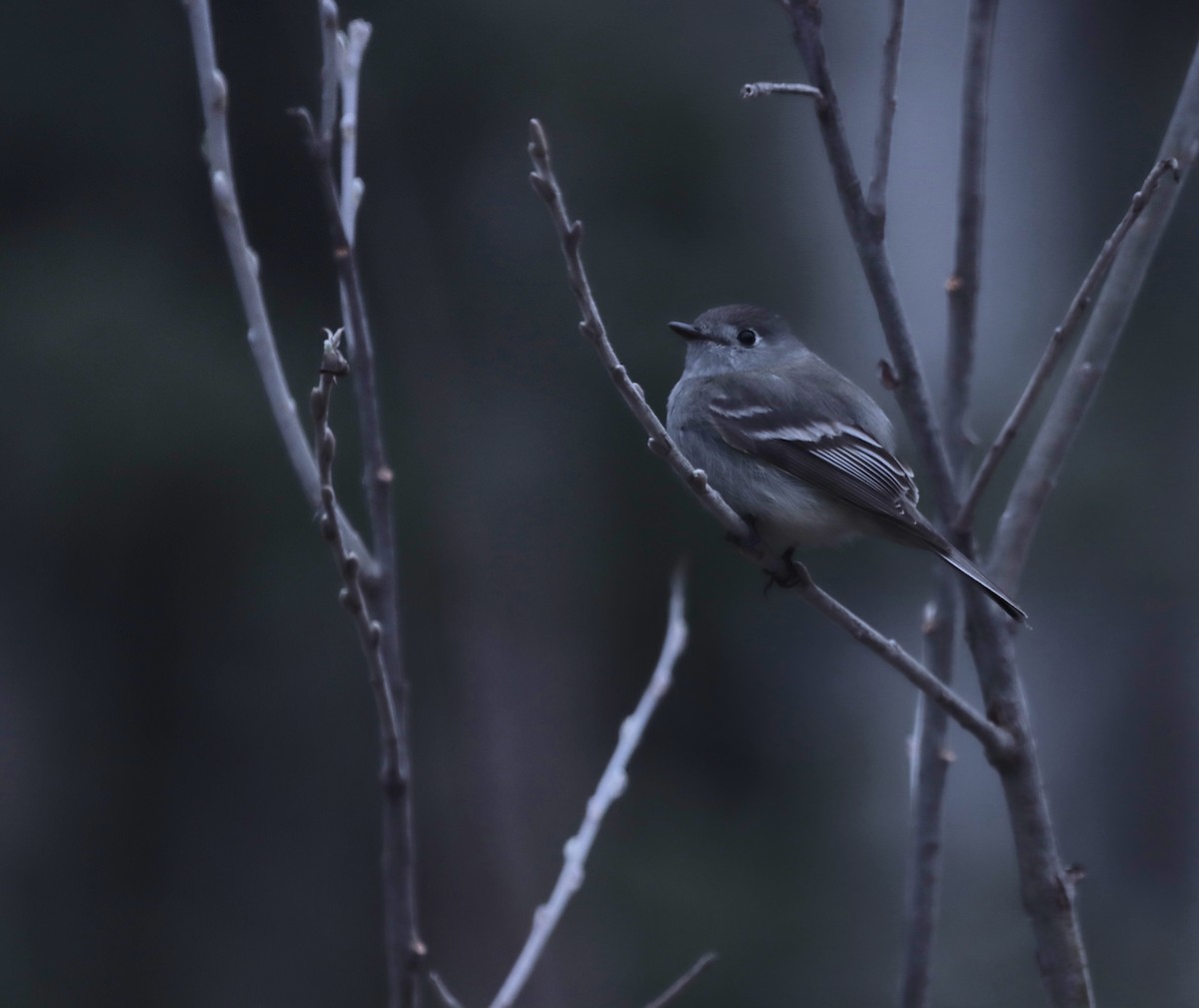 Hammond's Flycatcher - Brandy Johnson