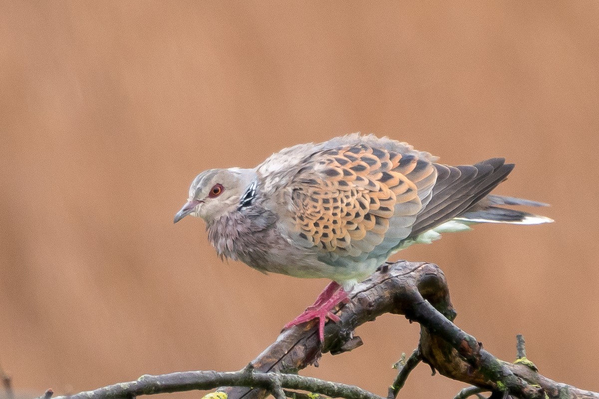 European Turtle-Dove - ML618412926