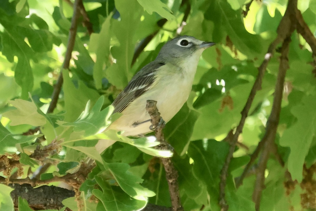 Cassin's Vireo - ML618412958