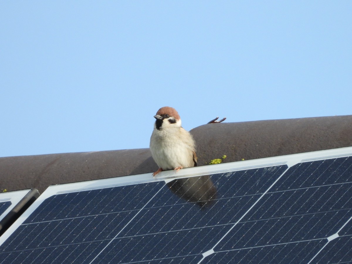 Eurasian Tree Sparrow - Monika Czupryna