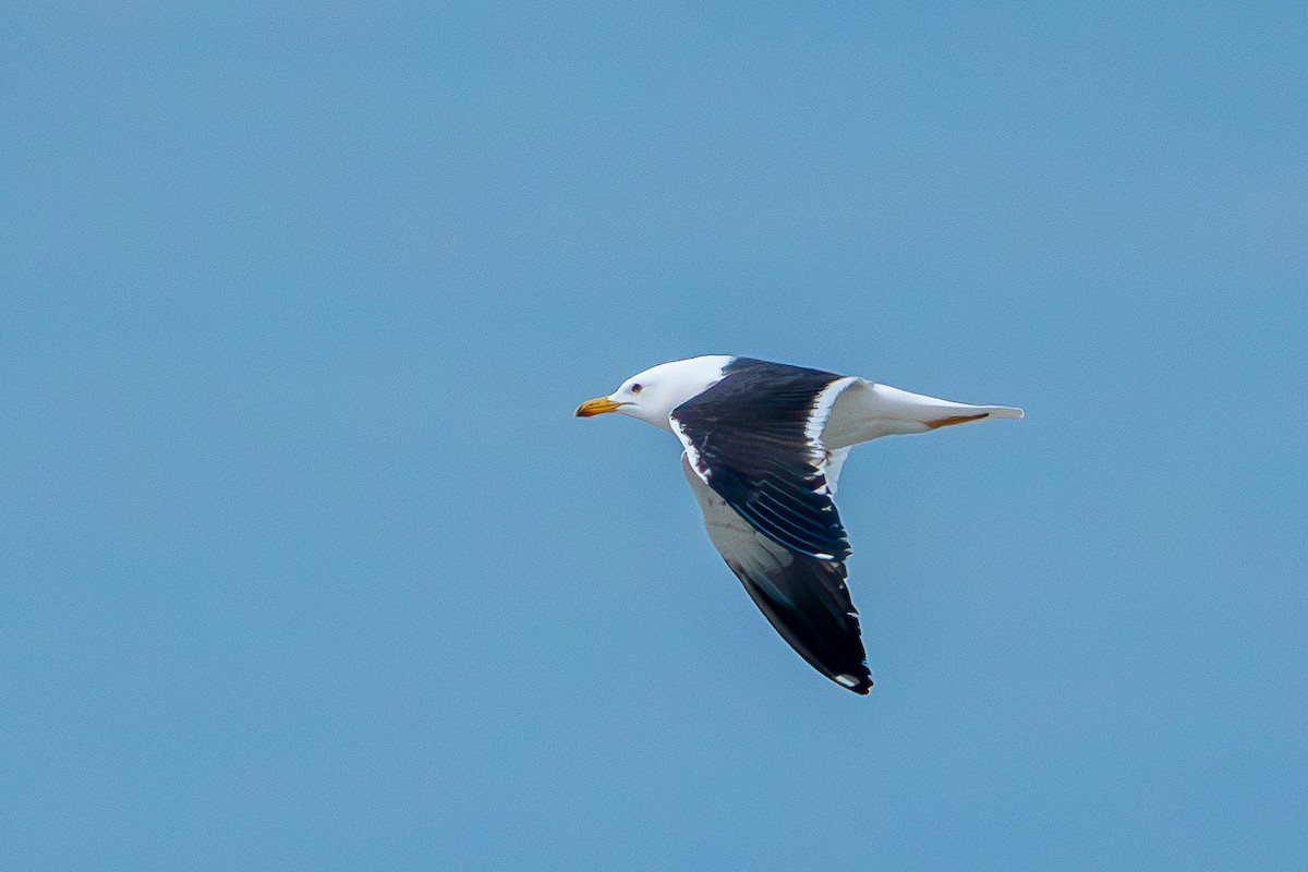 Lesser Black-backed Gull - ML618412997