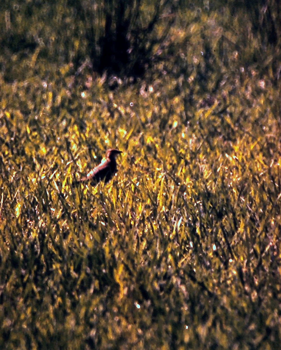 Black-winged Pratincole - ML618413000